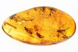 Fossil Spider, False Flower Beetle, and Fungus Gnats In Baltic Amber #294390-1